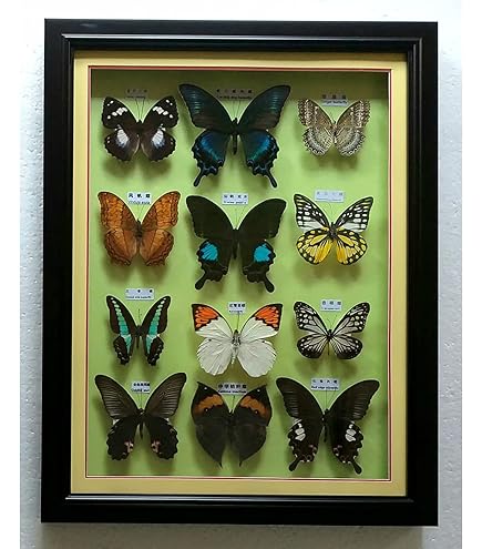 Amazon | Morpho Menelaus,Morpho Didius、蝶の昆虫標本、本物の